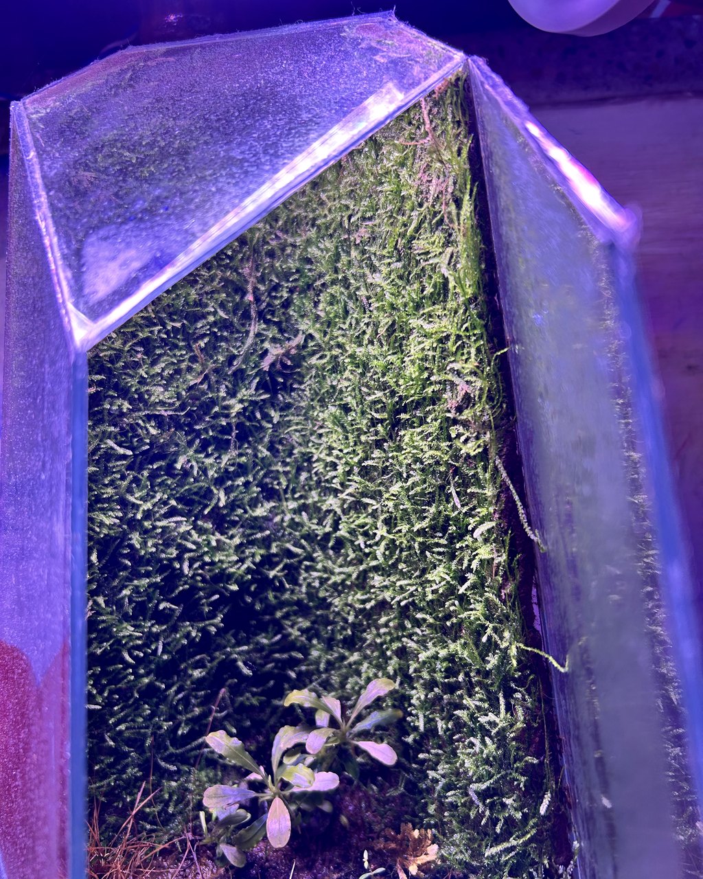 Full Scape Vortex