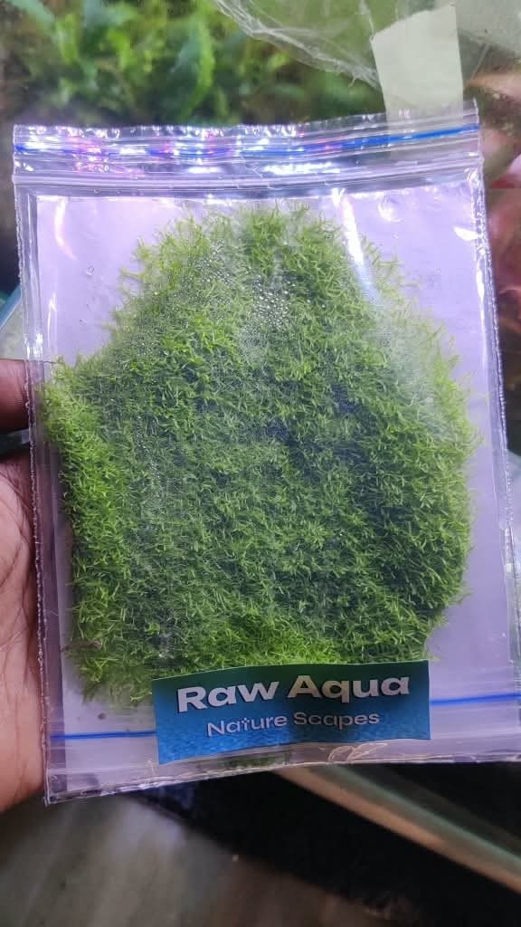 Riccia Moss